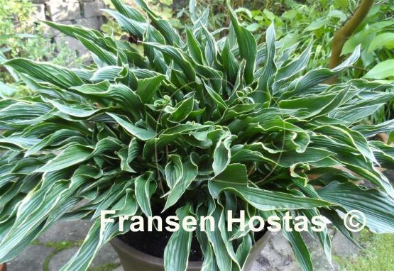 Hosta Praying Hands