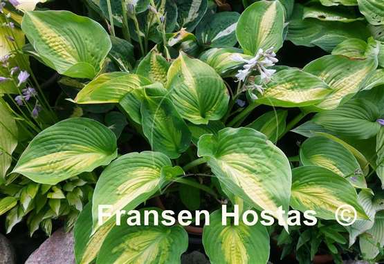 Hosta Prestige and Promise