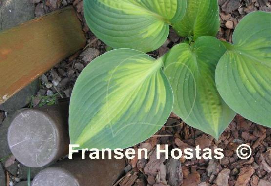 Hosta Prestige and Promise