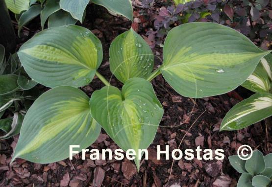 Hosta Prestige and Promise