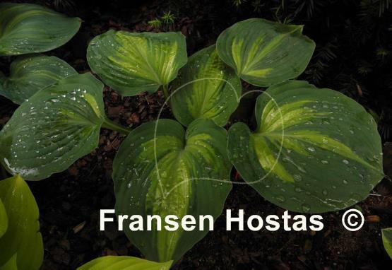 Hosta Prestige and Promise
