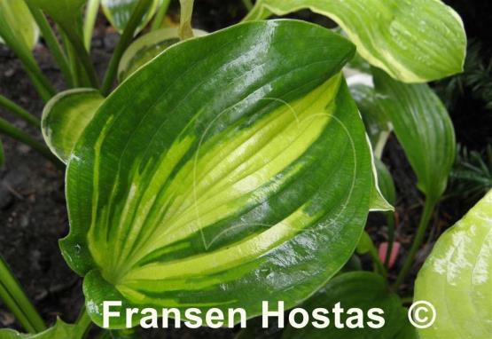 Hosta Prestige and Promise