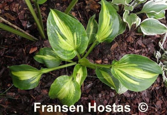 Hosta Prestige and Promise