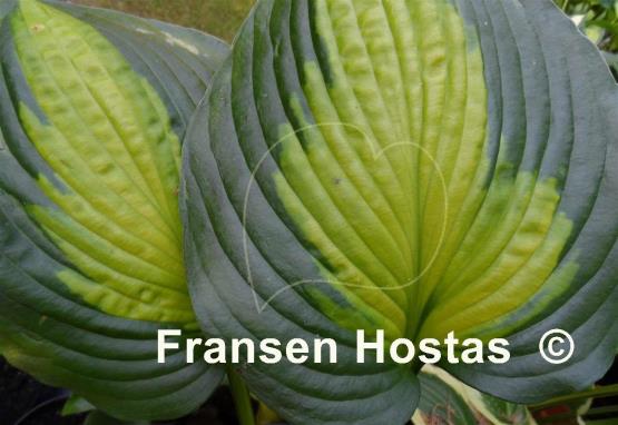Hosta Prestige and Promise