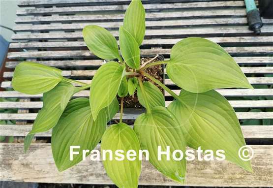 Hosta Pretty Flamingo