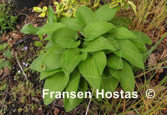 Hosta Pretty Flamingo