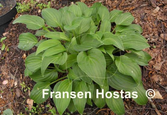 Hosta Pretty Flamingo