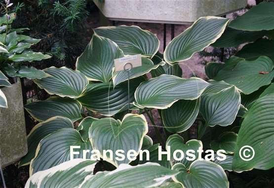Hosta Prima Donna