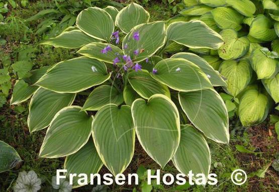 Hosta Prima Donna
