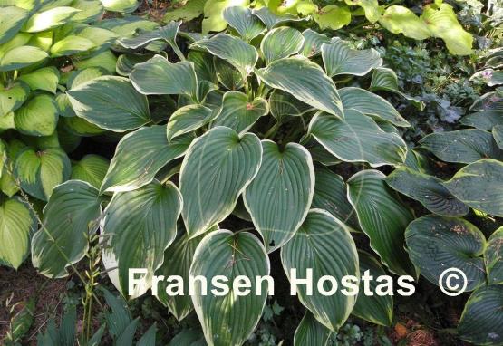Hosta Prima Donna