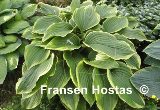Hosta Prima Donna