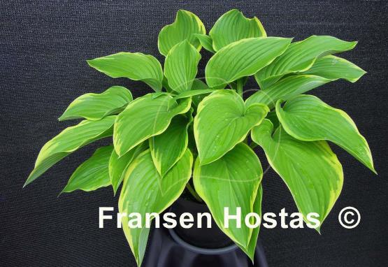 Hosta Prima Donna