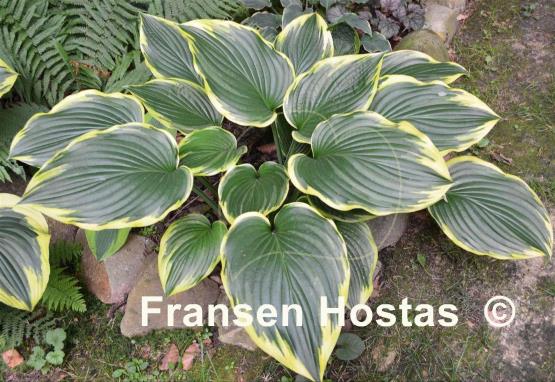 Hosta Prima Donna