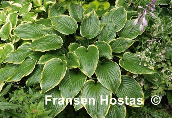 Hosta Prima Donna