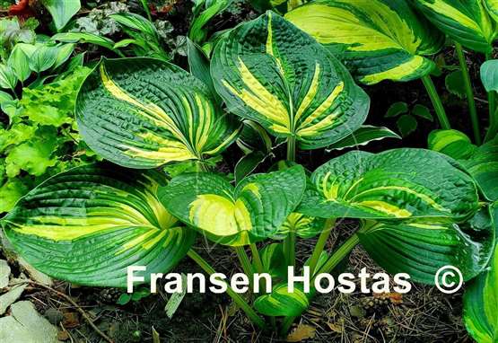 Hosta Prime Mark