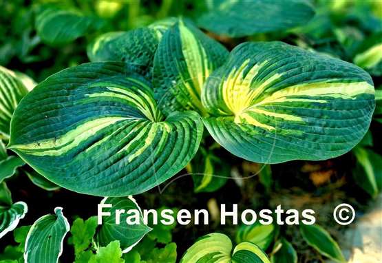 Hosta Prime Mark