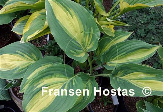 Hosta Prime Meridian
