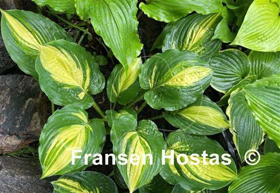 Hosta Prime Meridian