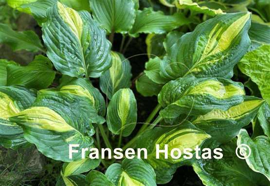 Hosta Prime Meridian