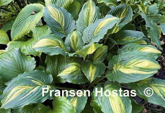 Hosta Prime Meridian