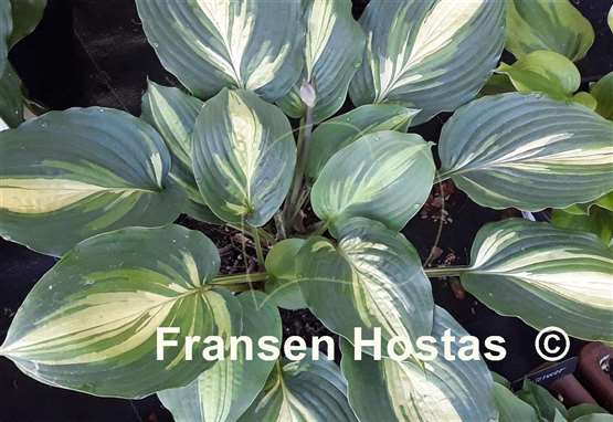 Hosta Prime Meridian