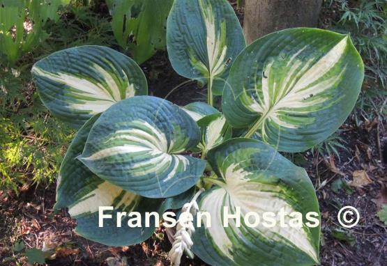 Hosta Prime Mark