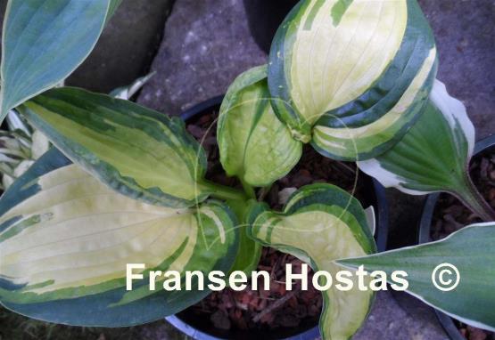 Hosta Prime Mark
