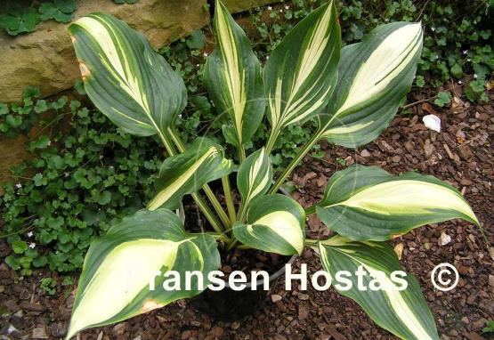 Hosta Prime Meridian