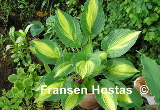 Hosta Prime Meridian