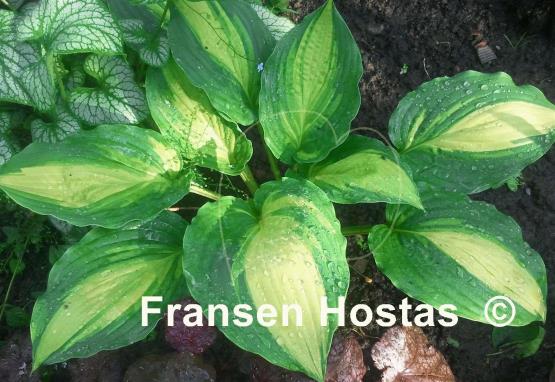 Hosta Prime Meridian