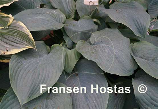 Hosta Prince of Wales