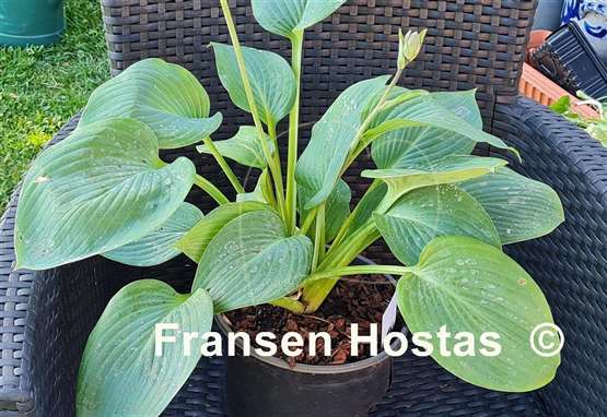 Hosta Prince of Wales
