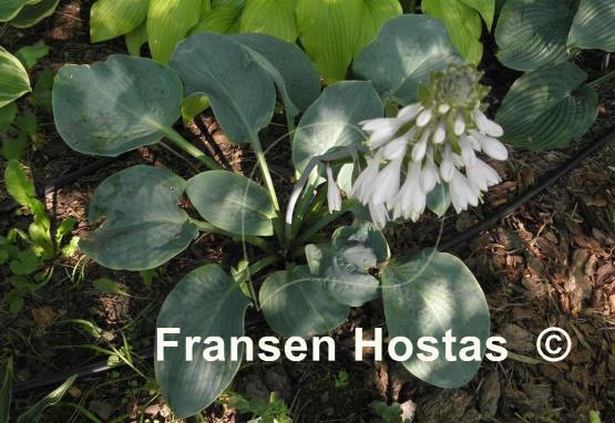 Hosta Prince of Wales