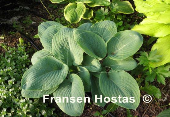 Hosta Prince of Wales