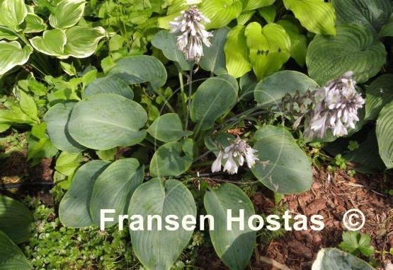 Hosta Prince of Wales