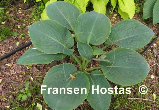 Hosta Prince of Wales