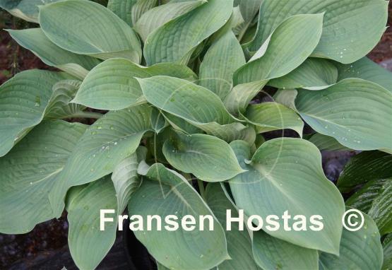 Hosta Prince of Wales