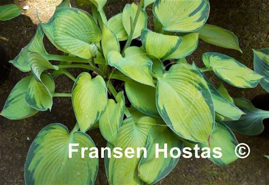 Hosta Princess Anastacia