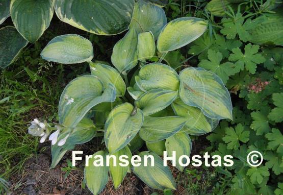 Hosta Princess Anastacia