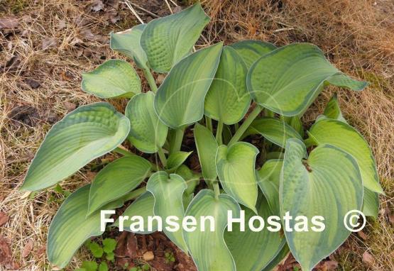 Hosta Princess Anastacia