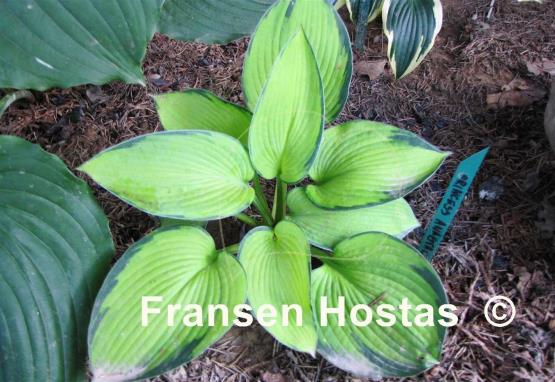 Hosta Princess Anastacia
