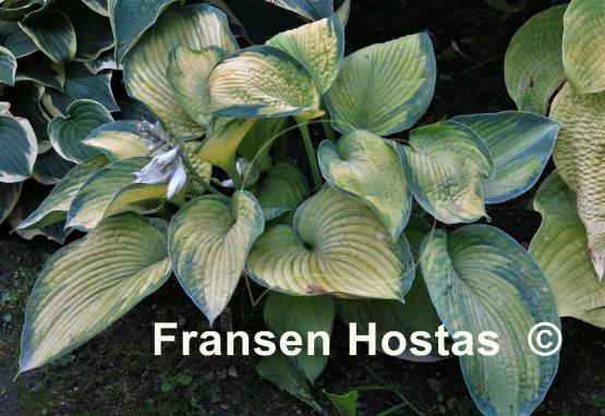 Hosta Princess Anastacia