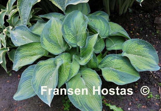 Hosta Princess Anastacia