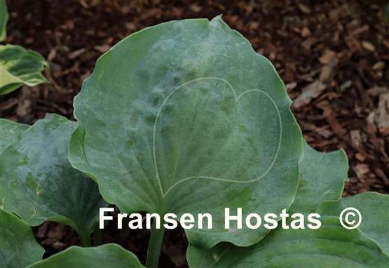 Hosta Private Dancer
