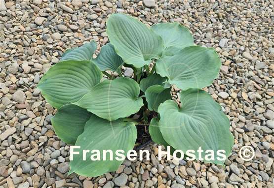 Hosta Private Dancer