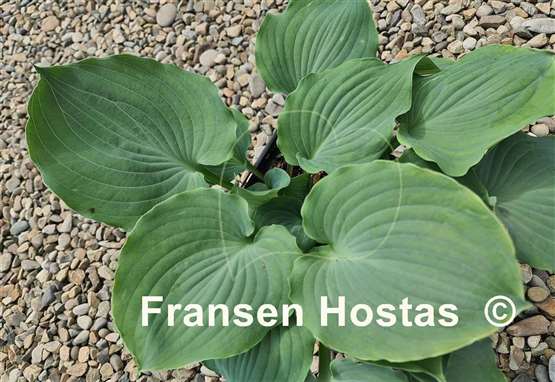 Hosta Private Dancer