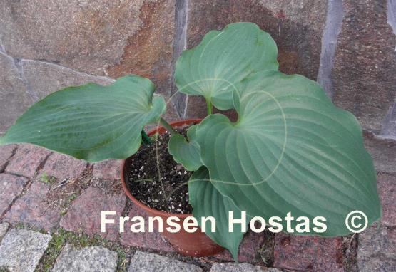 Hosta Private Dancer