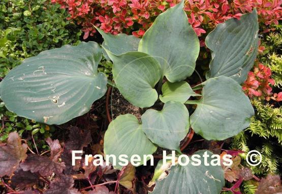 Hosta Private Dancer