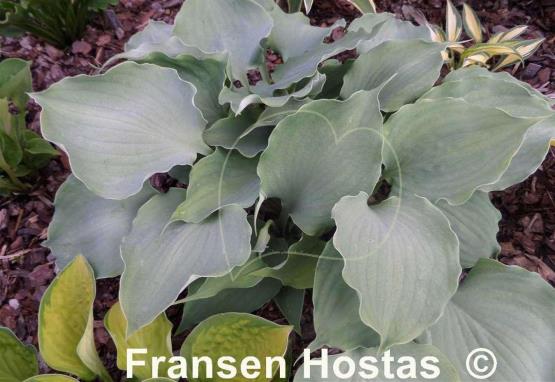 Hosta Private Dancer
