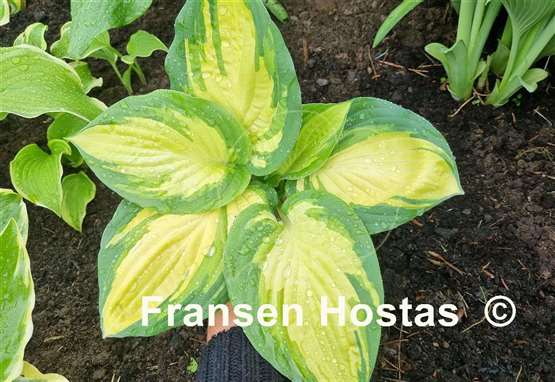 Hosta Prom Queen